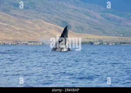 Buckelwal (Megaptera novaeangliae), der in den Gewässern vor Ma'alaea auf Maui bricht; Maalaea, Kihei, Maui, Hawaii, Vereinigte Staaten von Amerika Stockfoto