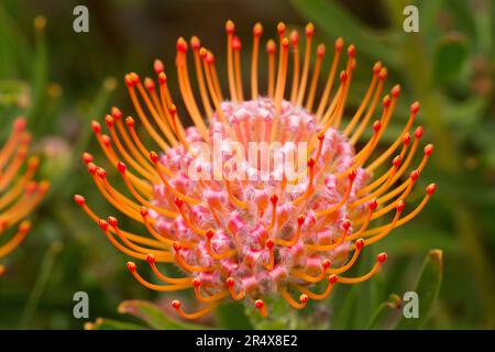 Nahaufnahme eines orangen und roten Leucospermum, Proteaceae, bekannt als Pincushion Protea, gefunden in Upcountry Maui Stockfoto