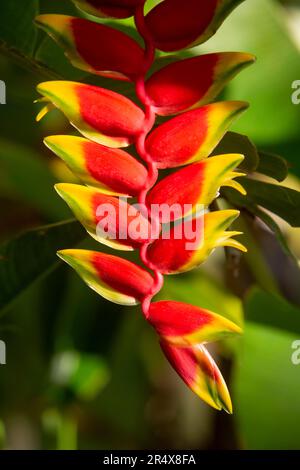 Nahaufnahme der hängenden Lobster Claw Blume (Heliconia rostrata); Maui, Hawaii, Vereinigte Staaten von Amerika Stockfoto