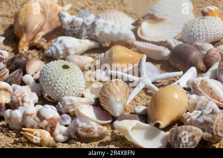 Nahaufnahme einer Sammlung von Muscheln am Strand; Maui, Hawaii, Vereinigte Staaten von Amerika Stockfoto