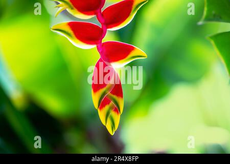 Nahaufnahme der hängenden Lobster Claw Blume (Heliconia rostrata); Maui, Hawaii, Vereinigte Staaten von Amerika Stockfoto