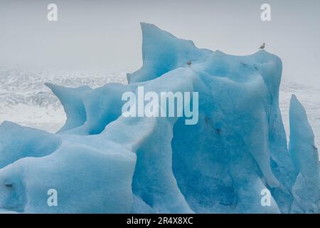 Seevögel, die auf einem wunderschönen blauen Eisberg im Gletscherwasser der Jökulsárlón Gletscherlagune sitzen, am südlichen Ende der Gletscherlagune... Stockfoto