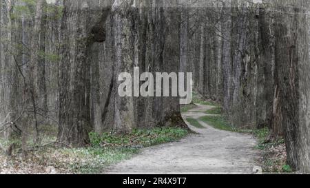 Schlängelnder Pfad durch den Wald mit hohen Bäumen für grafische Ressourcen Hintergrund der PowerPoint-Vorlage Stockfoto