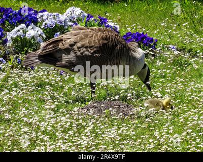 Kanadische Gans/Gosling, Branta canadensis, im wunderschönen Frühlingssonnenschein des Parc Floral de Paris, Frankreich Stockfoto