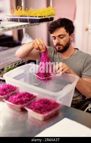 Ein Mann im Rollstuhl portioniert auf einer städtischen Farm in Edmonton, Alberta, Kanada, frisches Mikrogrün Stockfoto