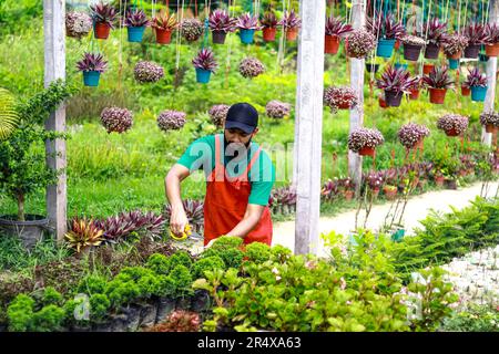Glücklicher, reifer Mann, der stolz auf seine Blumen ist, während er in der Baumschule arbeitet. Blumenladen-Kindermädchen arbeiten. Blick auf einen jungen attraktiven Mann Stockfoto