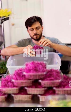 Ein Mann im Rollstuhl portioniert auf einer städtischen Farm in Edmonton, Alberta, Kanada, frisches Mikrogrün Stockfoto