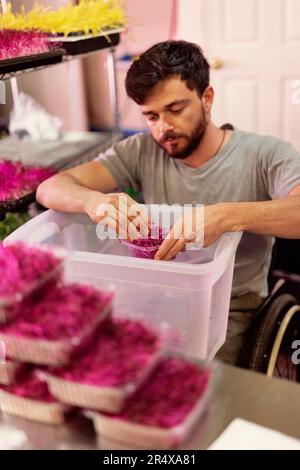 Ein Mann im Rollstuhl portioniert auf einer städtischen Farm in Edmonton, Alberta, Kanada, frisches Mikrogrün Stockfoto