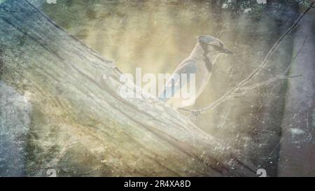 Wild Blue Jay Vogel hoch oben auf dem Baumzweig des Hinterhofs für Grafikressourcen PowerPoint-Vorlage Hintergrund Stockfoto