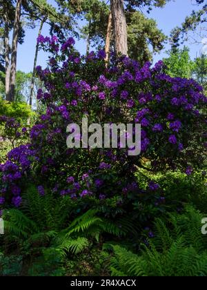 Fröhliche Blumen im öffentlichen Parc Floral de Paris an einem herrlich sonnigen Frühlingsnachmittag in Paris, Frankreich Stockfoto