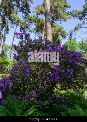 Fröhliche Blumen im öffentlichen Parc Floral de Paris an einem herrlich sonnigen Frühlingsnachmittag in Paris, Frankreich Stockfoto