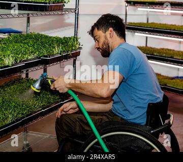 Männlicher Arbeiter in einem Rollstuhl, der in Tabletts wachsende Mikrogreens bewässert; Edmonton, Alberta, Kanada Stockfoto