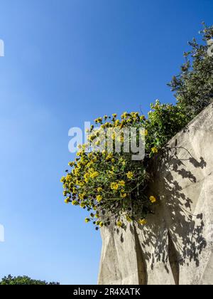 Fröhliche Blumen im öffentlichen Parc Floral de Paris an einem herrlich sonnigen Frühlingsnachmittag in Paris, Frankreich Stockfoto