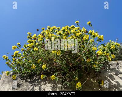 Fröhliche Blumen im öffentlichen Parc Floral de Paris an einem herrlich sonnigen Frühlingsnachmittag in Paris, Frankreich Stockfoto