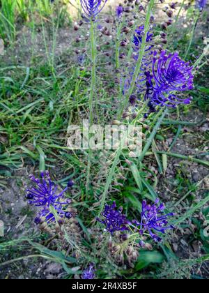 Fröhliche Blumen im öffentlichen Parc Floral de Paris an einem herrlich sonnigen Frühlingsnachmittag in Paris, Frankreich Stockfoto