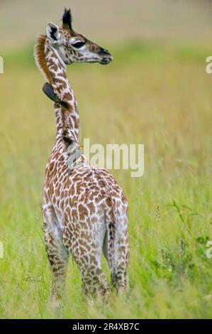 Junge Giraffe (Giraffa camelopardali) mit Rotschnabel-Oxspecht (Buphagus erythrorynchus) auf dem Rücken im Masai Mara Game Reserve; Kenia Stockfoto