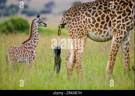 Die junge Giraffe (Giraffa camelopardalis) folgt ihrer Mutter, die Oxpeckers (Buphagus sp.) hat. Auf ihrem Schwanz im Maasai Mara Game Reserve, Kenia Stockfoto