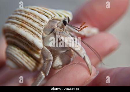 Hand hält eine Einsiedlerkrebse; Seychellen Stockfoto