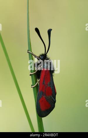 Detaillierte Nahaufnahme der bunten schmaleren Scotch Burnet Motte, Zygaena Loti auf einem Strohhalm Gras Stockfoto