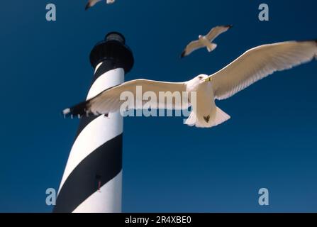 Möwen fliegen um das Cape Hatteras Light, Outer Banks, North Carolina, USA; Outer Banks, North Carolina, Vereinigte Staaten von Amerika Stockfoto