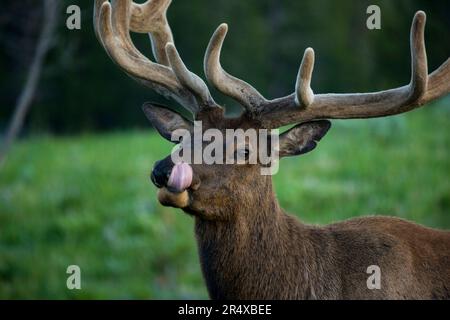 Bull Elk (Cervus canadensis) leckt seine Lippen in der Nähe von Canyon Village im Yellowstone National Park; Wyoming, Vereinigte Staaten von Amerika Stockfoto