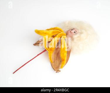 Antik, Anfang 20. C. J. Vilafranca Spanische Blumenmädchen Bisque Stick Puppe Stockfoto