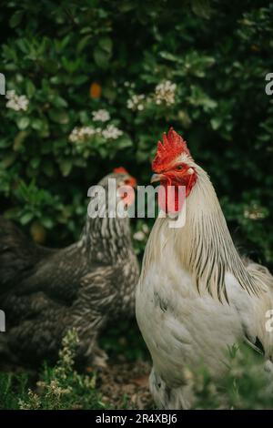 Porträt eines hübschen Hahns Stockfoto