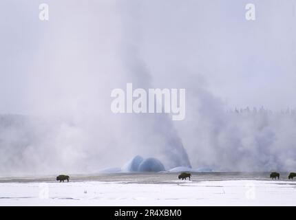 Herde von American Bison (Bison Bison) weidet an einem Wintertag im Yellowstone-Nationalpark, USA, auf einem schneebedeckten Feld Stockfoto