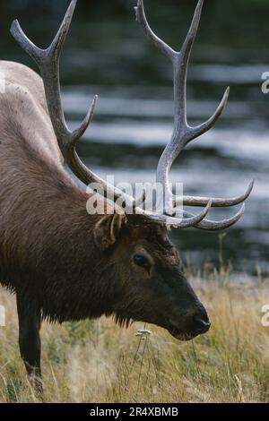 Porträt eines amerikanischen Elchs (Cervus canadensis) oder Wapiti im Yellowstone-Nationalpark, USA Stockfoto