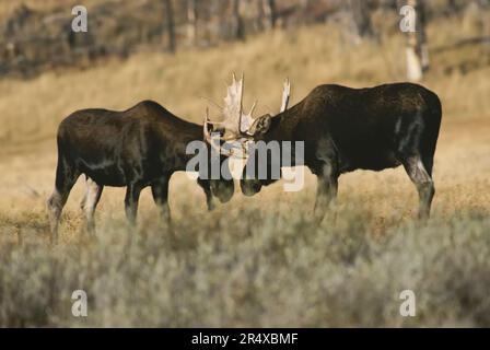 Zwei Bull Moose (Alces Alces) stehen Kopf an Kopf auf einer Wiese im Willow Park, Yellowstone National Park, Wyoming, USA Stockfoto