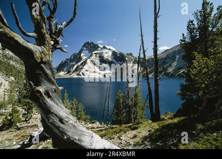 Tote Baumstämme stehen am Rande eines Bergsees; Idaho, Vereinigte Staaten von Amerika Stockfoto