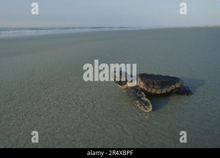 Neu geschlüpfte Karettschildkröte (Caretta caretta), die sich dem Wasser nähert Stockfoto