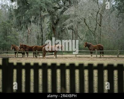 Pferde in einem umzäunten Gebiet in der Nähe von Wäldern; Middleton Place, South Carolina, Vereinigte Staaten von Amerika Stockfoto