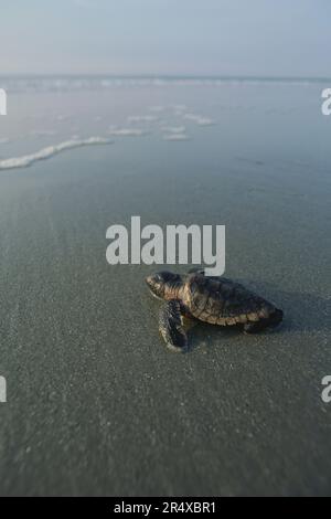 Neu geschlüpfte Karettschildkröte (Caretta caretta), die sich dem Wasser nähert Stockfoto