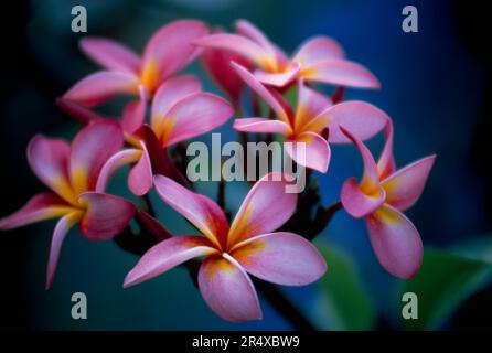 Bunte Blüten Stockfoto