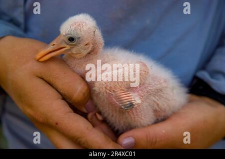 Hände halten einen Rosenlöffelschnabel (Platalea ajaja), während sie im Everglades National Park, Florida, USA, markiert werden Stockfoto