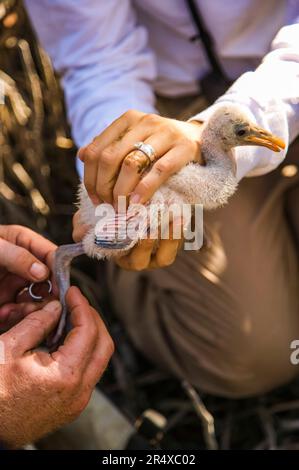 Hände halten einen Rosenlöffelschnabel (Platalea ajaja), während sie im Everglades National Park, Florida, USA, markiert werden Stockfoto