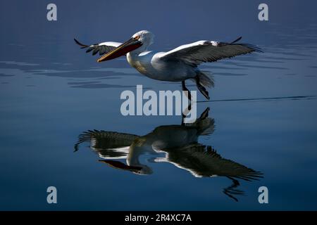 Dalmatinischer Pelikan (Pelecanus crispus) fliegt über dem See, Mittelmakedonien, Griechenland Stockfoto