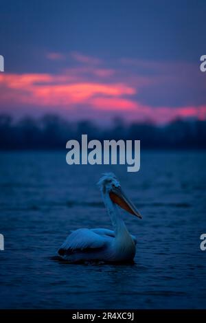 Dalmatinischer Pelikan (Pelecanus crispus) schwimmt bei Sonnenaufgang über dem See; Zentralmakedonien, Griechenland Stockfoto