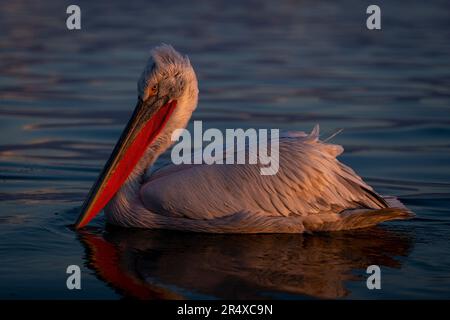 Dalmatinischer Pelikan (Pelecanus crispus) schwimmend auf See, der Reflexion wirft; Zentralmakedonien, Griechenland Stockfoto