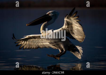 Dalmatinischer Pelikan (Pelecanus crispus) liegt bei Sonnenschein am See; Zentralmakedonien, Griechenland Stockfoto