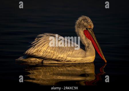 Dalmatinischer Pelikan (Pelecanus crispus) auf See spiegelnd im Wasser; Zentralmakedonien, Griechenland Stockfoto