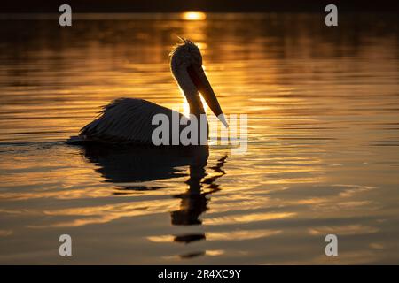 Dalmatinischer Pelikan (Pelecanus crispus) paddelt in Silhouette über den See; Zentralmakedonien, Griechenland Stockfoto