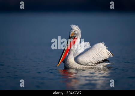 Dalmatinischer Pelikan (Pelecanus crispus) schwimmt im Profil auf dem See; Zentralmakedonien, Griechenland Stockfoto