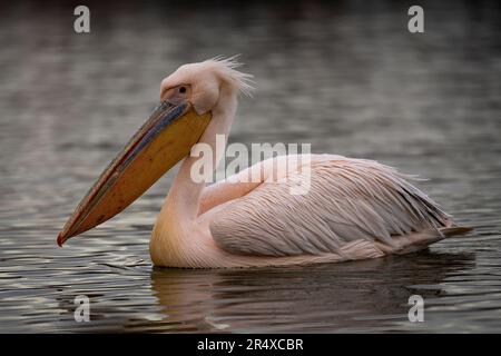 Großer weißer Pelikan (Pelecanus onocrotalus) schwimmt über einen ruhigen See; Zentralmakedonien, Griechenland Stockfoto