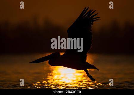 Dalmatinischer Pelikan (Pelecanus crispus) fliegt bei Sonnenaufgang über dem See; Zentralmakedonien, Griechenland Stockfoto