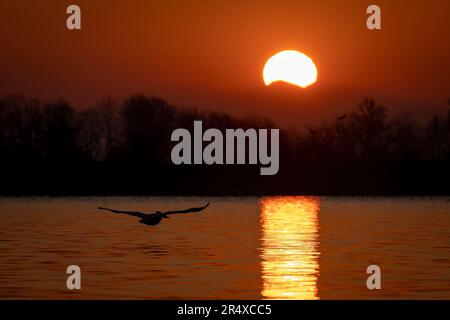 Der dalmatinische Pelikan (Pelecanus crispus) fliegt über dem See, der bei Sonnenaufgang in Zentralmakedonien, Griechenland Stockfoto