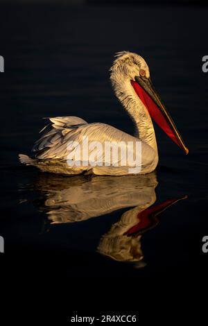 Dalmatinischer Pelikan (Pelecanus crispus) schwimmt auf dem See, der sich im Wasser spiegelt; Zentralmakedonien, Griechenland Stockfoto