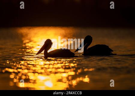 Dalmatinische Pelikane (Pelecanus crispus), Silhouette von Sonne auf Wellen; Zentralmakedonien, Griechenland Stockfoto