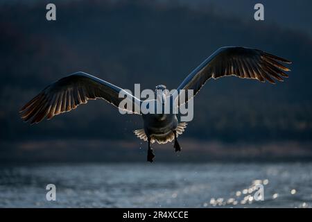 Dalmatinischer Pelikan (Pelecanus crispus) fliegt hintergrundbeleuchtet über dem See und verbreitet Flügel; Zentralmakedonien, Griechenland Stockfoto